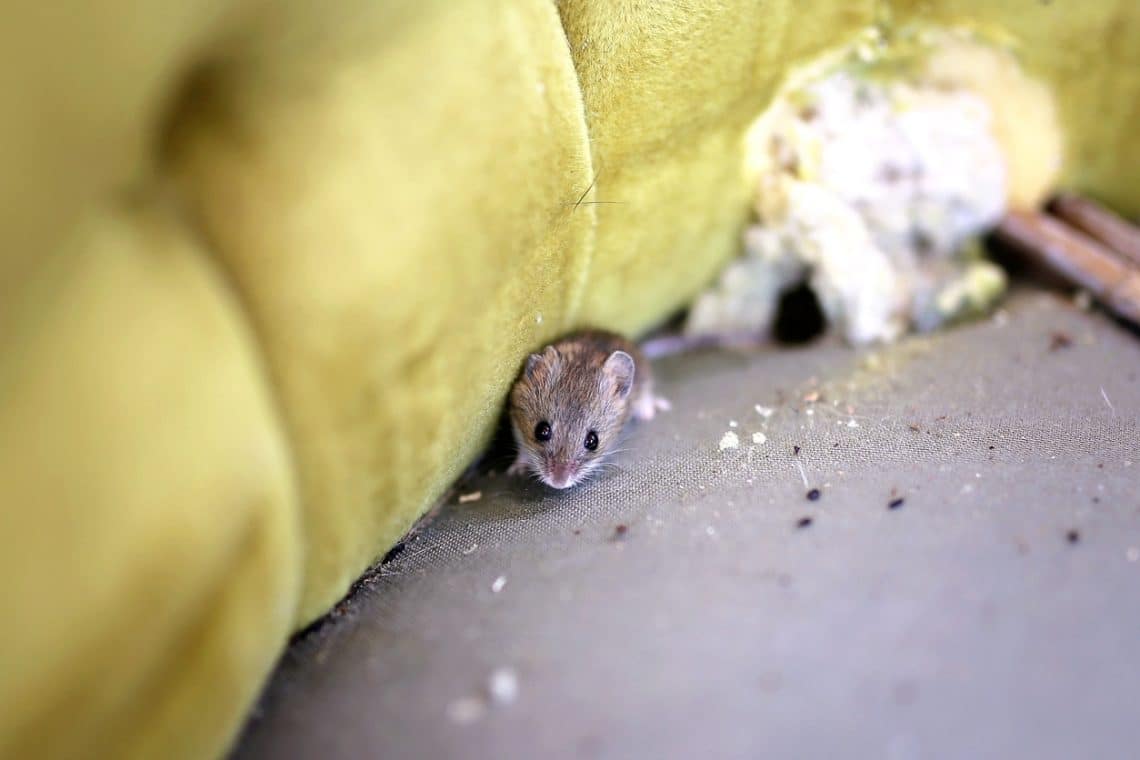 Les crottes de souris sont des preuves évidentes de la présence de nuisibles