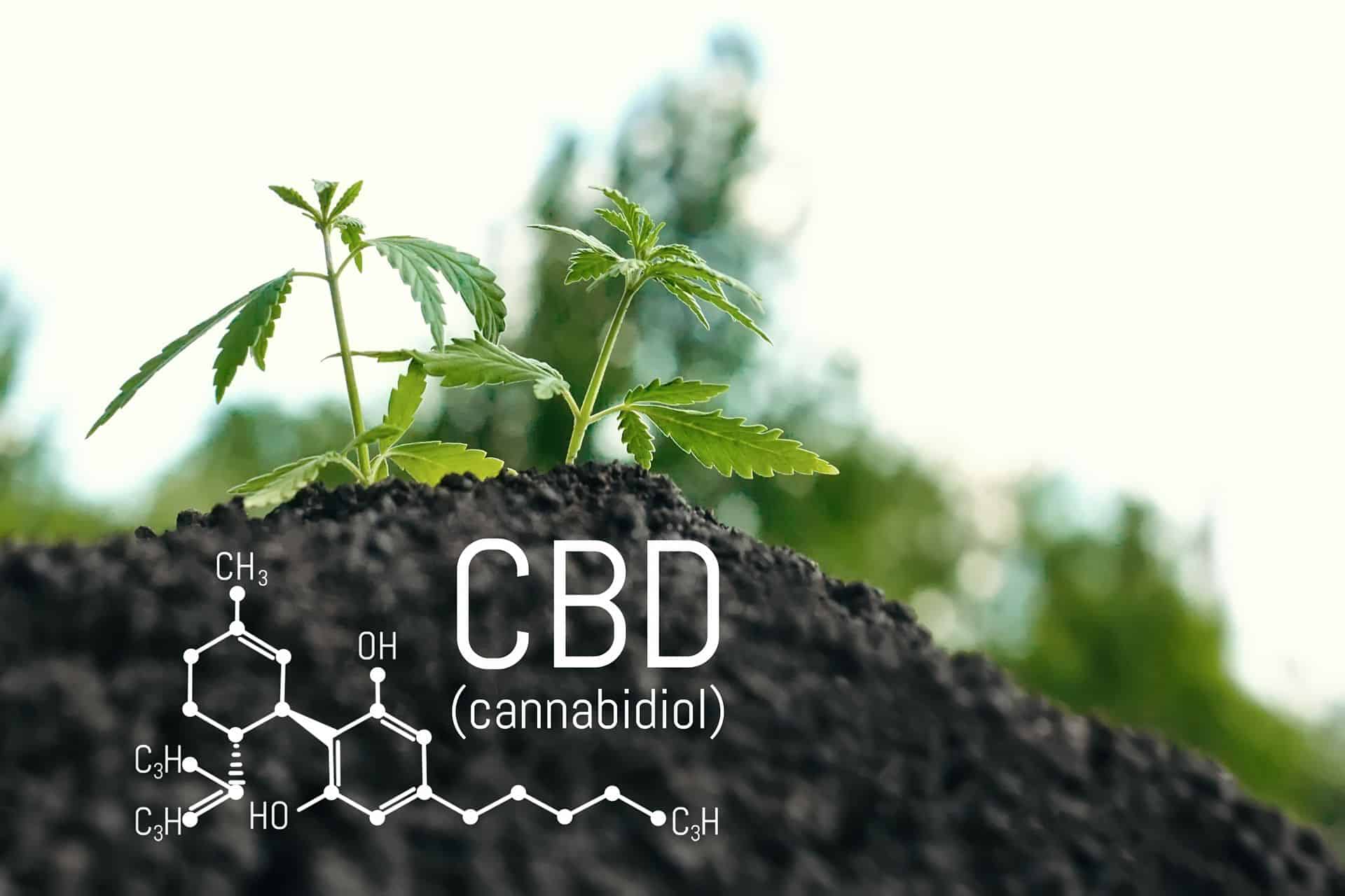 CBD vs THC : quelles sont les différences ?