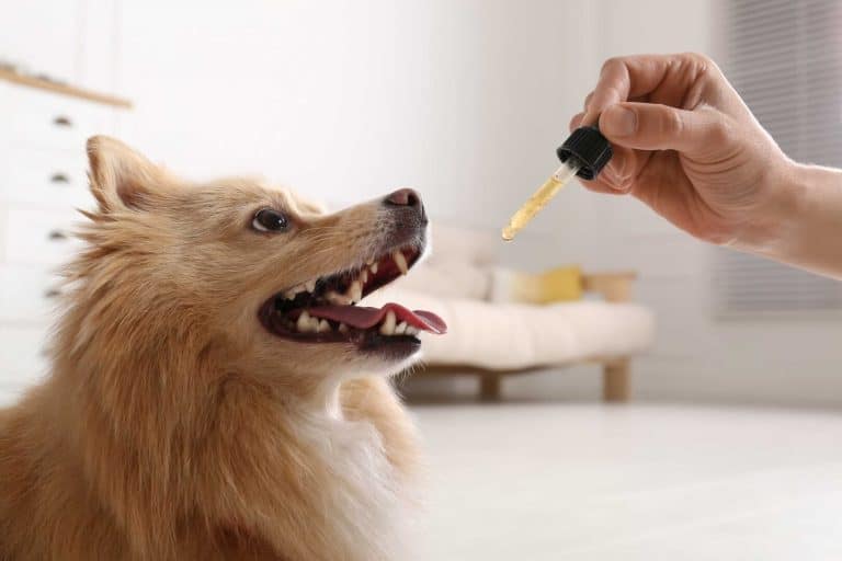 CBD pour chien : pour quels usages ?