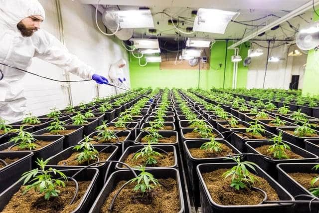 fournisseur de CBD