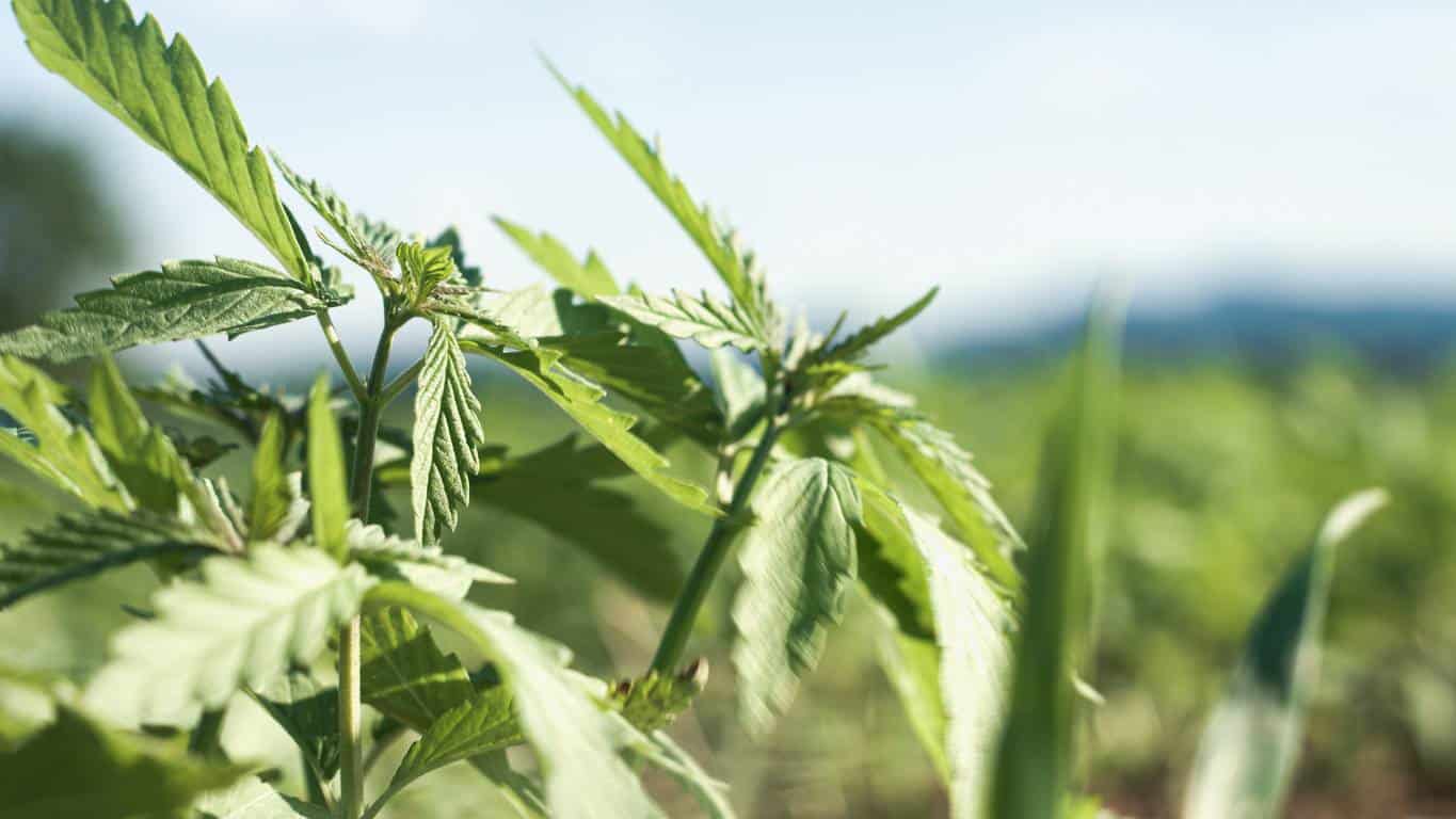 ciblage consommateurs de CBD