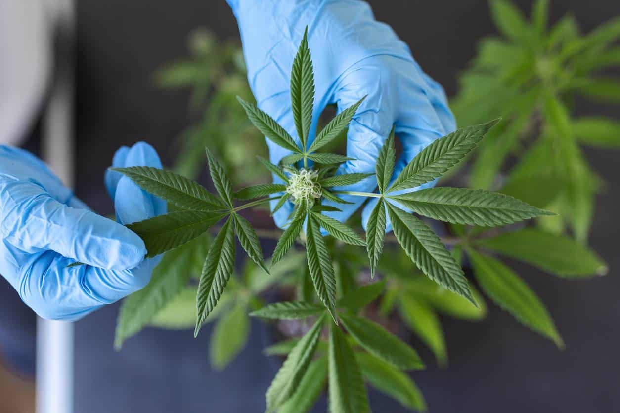 commercialisation de produits CBD